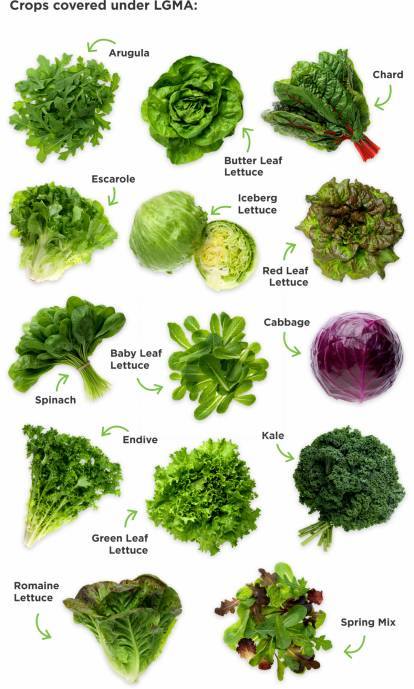 Crops covered under LGMA: Arugula, Chard, Butter Leaf Lettuce, Escarole, Iceberg Lettuce, Red leaf Lettuce, Baby Leaf Lettuce, Cabbage, Spinach, Endive, Kale, Green Leaf Lettuce, Romaine Lettuce, Spring Mix